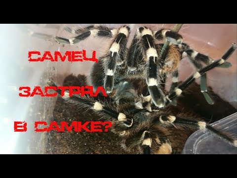 Видео: Самец застрял в самке! Спаривание птицеедов Acanthoscurria geniculata