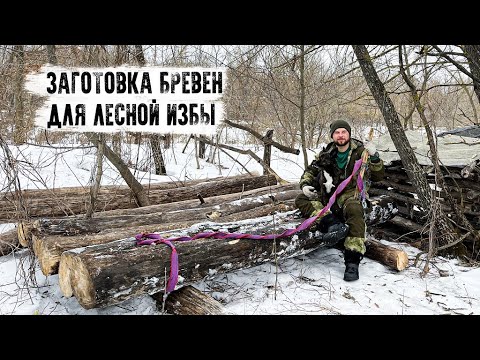 Видео: Заготовка бревен для новой Лесной избы