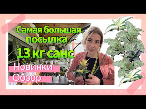 Видео: Новинки санс из Индонезии - обзор 💚 #сансевиерия #сансы #sansevieria