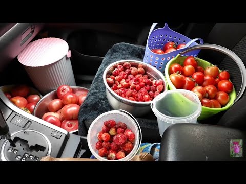 Видео: Торговля на трассе хитрым способом!!!