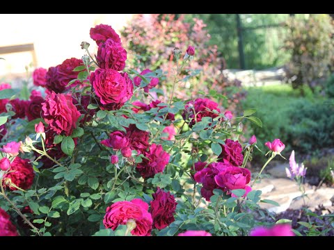 Видео: Листовые подкормки для роз в Сибирском саду. Обзор препаратов