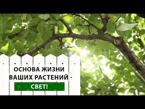 Видео: Солнечный СВЕТ для растений - всё о ВАЖНОСТИ для растений