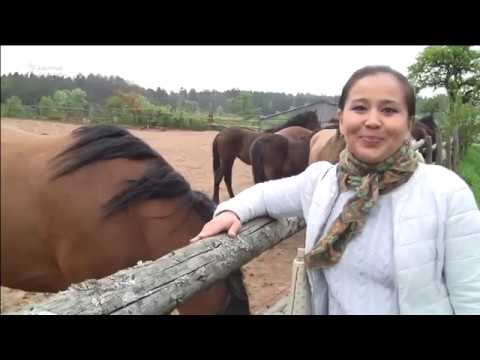 Видео: Кымыз уулап Германияга келгиле