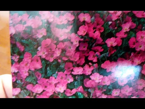 Видео: ОБРИЕТА ПОСЕВ И ВСХОДЫ КАК БЫСТО ВСХОДИТ ОБРИЕТА  ЯНВАТЬ 2020 ГОДА