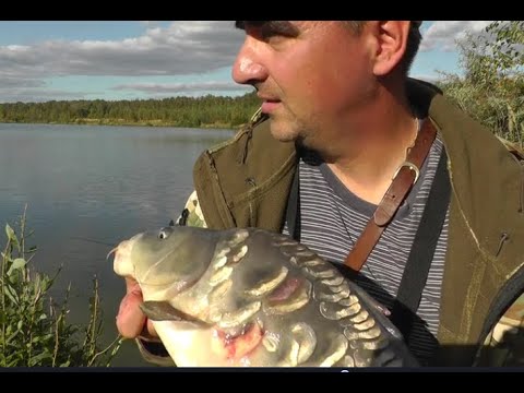 Видео: Херабуна БЕЗнаживки