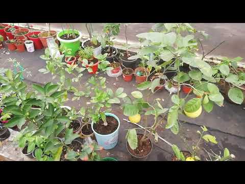 Видео: Один из сортов. Павловский лимон.