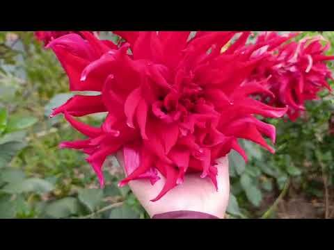 Видео: Міняємось рослинами💐