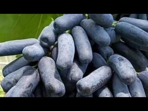 Видео: АВАТАР. УЗУМ  КЎЧАТ. АСАЛ  ГУРУЧ  КАРТОШКА. САБЗИ  ПОМИДОР. БОДРИНГ.БАҚЛАЖОН. ЛИМОН  КАРАМ  ҚАЛАМПИР