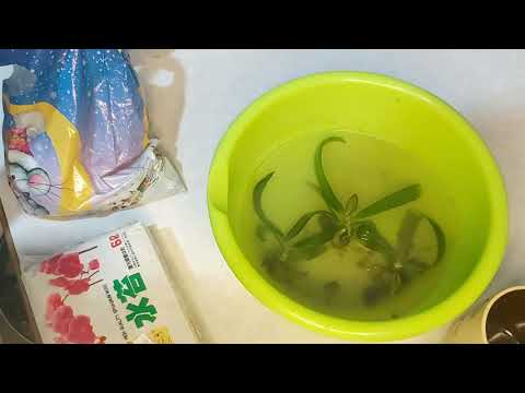 Видео: РАЗБИЛА фласку с ОРХИДЕЯМИ/ сажаю деток в МОХ с ALIEXPRESS/ первый опыт с малышами орхидей