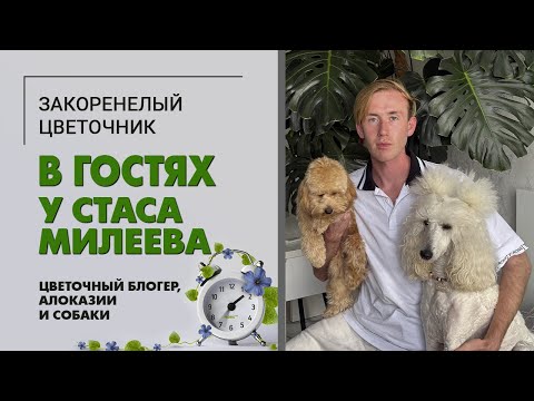 Видео: В гостях у Стаса Милеева. г. Анапа. Цветочный блогер, алоказии, монстера, кот и собаки. Уютный дом.