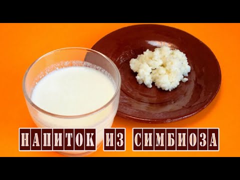 Видео: Польза кефира из тибетского молочного гриба
