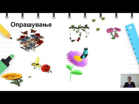 Видео: V одделение - Природни науки - Животен циклус на цветните растенија