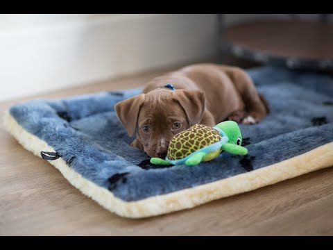 Видео: Щенок. Как подготовить место для щенка.