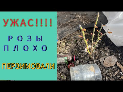 Видео: 05.04.25 ОТКРЫТИЕ СЕЗОНА!Розы перезимовали на3!!! 3има была теплая  -20,но снега мало было на УРАЛЕ