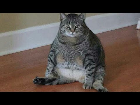 Видео: Когда выиграл кота другого типа 🥴
