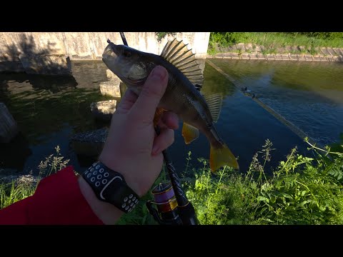 Видео: Перша біла риба на Nano Long Hit + залікові окуні.