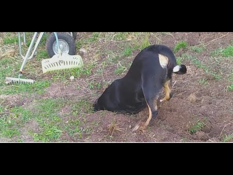 Видео: Аппенцеллер зенненхунд Queen of Night. Охота на водяных крыс.