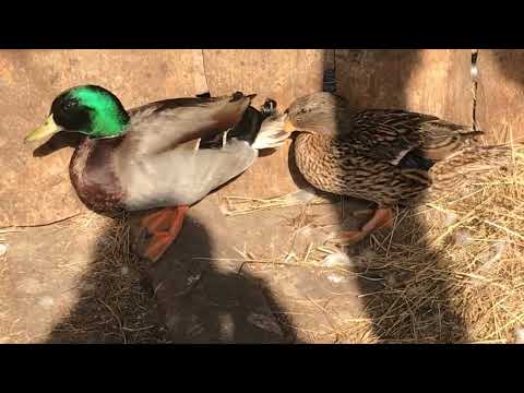 Видео: Подсадные кряквы