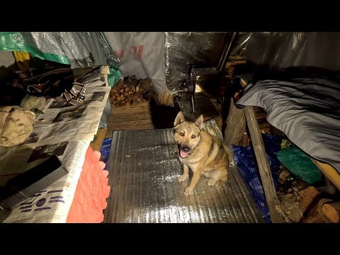 Видео: НОЧЬЮ ПРИШЛИ ВОЛКИ. ЖЁСТКАЯ НОЧЬ В ЛЕСНОЙ ХИЖИНЕ. ПЕРВЫЙ РАЗ ТАКОЕ В УГОДЬЯХ. СОБАКА В ОПАСНОСТИ