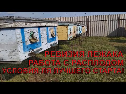 Видео: РЕВИЗИЯ В ЛЕЖАКЕ РАБОТА С РАСПЛОДОМ как правильно корректировать семьи ОБЛЁТ НА ПАСЕКЕ ✅☝️🐝