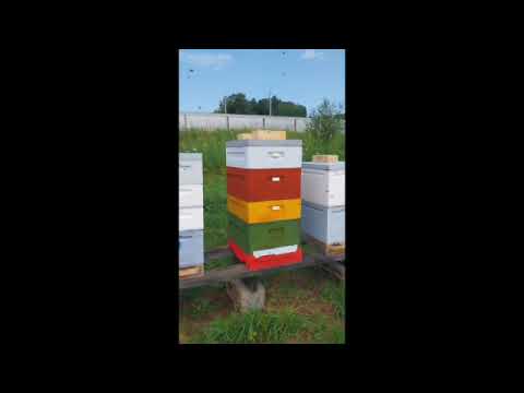 Видео: Главный взяток.