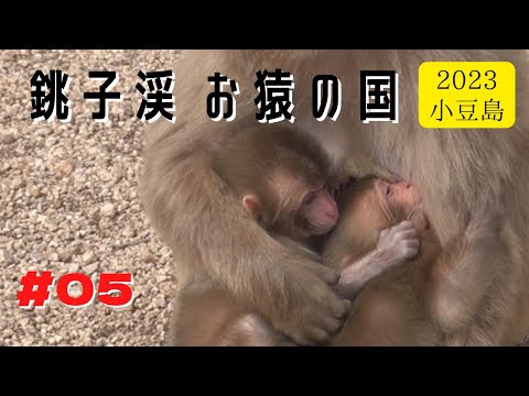 Видео: [#05] Страна обезьян в долине Чоши, май 2023 г. Мать-обезьяна воспитывает двух обезьян.