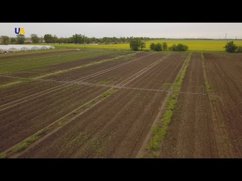 Видео: Таврийская спаржа | Моя земля