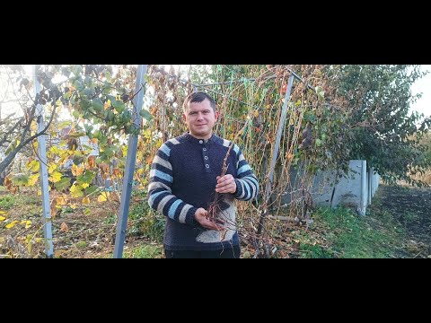 Видео: Як посадити виноград восени.