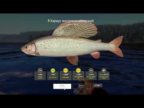 Видео: Русская Рыбалка 4. ФАРМ СЕРЕБРА! на реке Тунгуска. ХАРИУС и ФОРЕЛЬ!! Russian Fishing 4