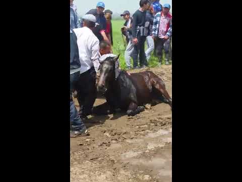 Видео: Аламан байге. Допинг передозировка