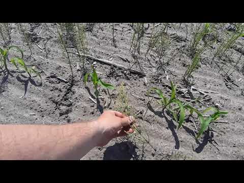 Видео: Хвощ польовий проти Дикамби.