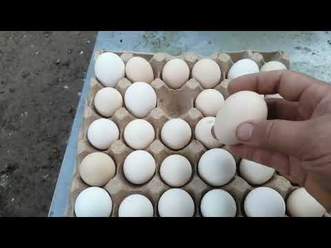 Видео: куры порода Борковские борвистые отзывы