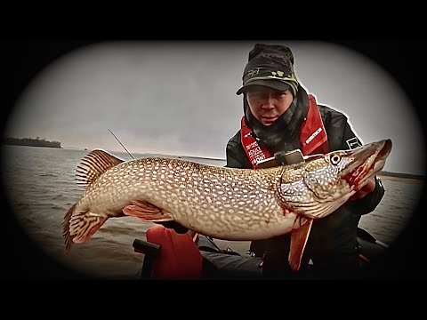 Видео: ИСКАЛ И НАШЁЛ! В ПОИСКАХ ТРОФЕЯ. Рыбалка на Иртыше и Оби.