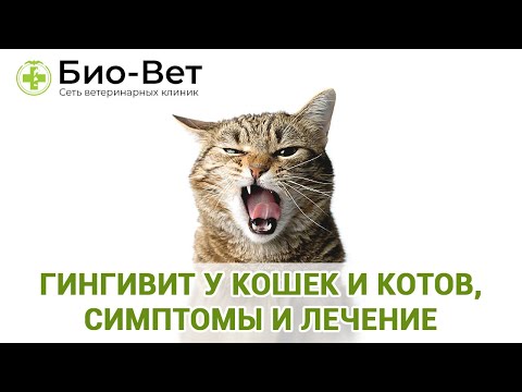 Видео: Гингивит у кошек и котов, симптомы и лечение