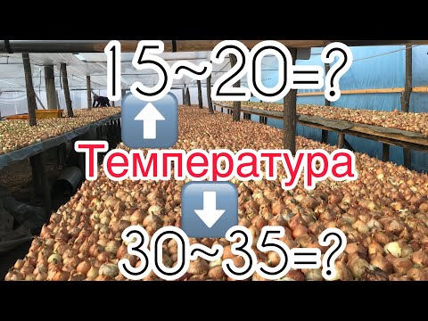 Видео: 106/20 #4 Какую температуру нужно держать для выращивания лука на Перо?