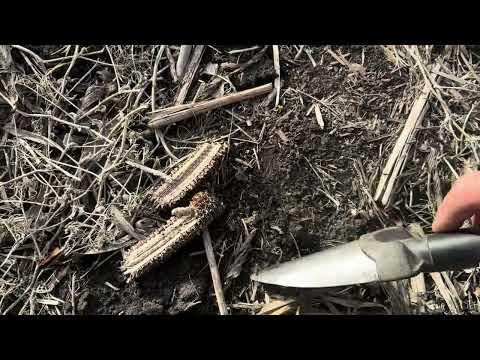 Видео: Посіви ріпаку і після ріпаку.🤔