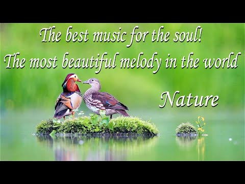 Видео: This is the best music for the soul! музыка Сергея Чеклина Nature