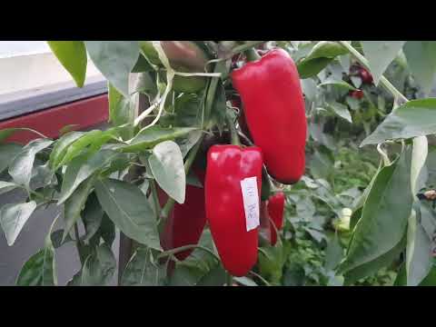 Видео: Перец Рид 2025