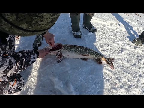 Видео: РЫБАЛКА НА ЩУКУ. ЖЕРЛИЦЫ 2024.ЗИМНЯЯ РЫБАЛКА.