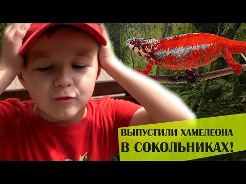 Видео: Рептилии в парках Москвы😱