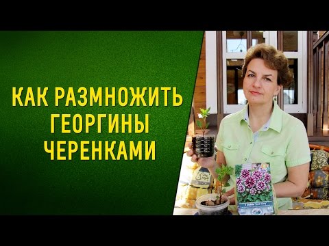 Видео: Как размножить георгины черенками