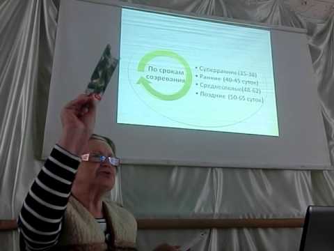 Видео: Выбор и посев огурцов 12.03.16