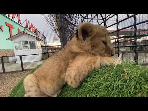 Видео: Львенок сидит на ручках и НАБЛЮДАЕТ ЗА ЛЮДЬМИ !
