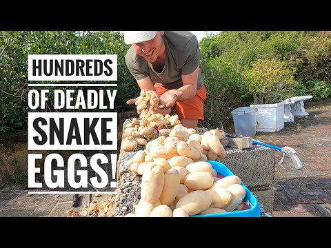 Видео: Нашествие самых ядовитых змей Африки! Часть 2