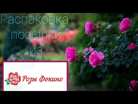 Видео: Распаковка и обзор посылки из питомника "Розы Фокино"