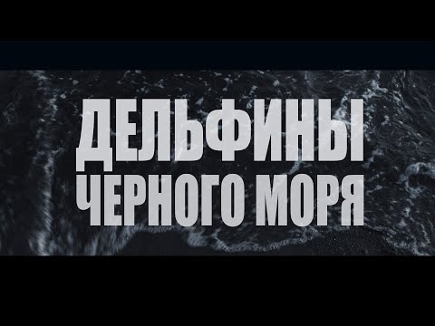 Видео: Дельфины Черного моря. Документальный фильм 2019 г.