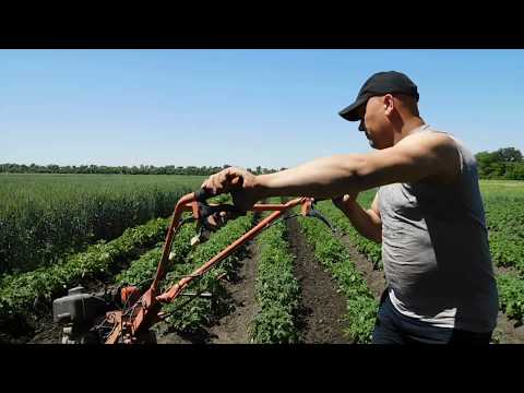 Видео: Лёгкий способ  подгорнуть картофель.