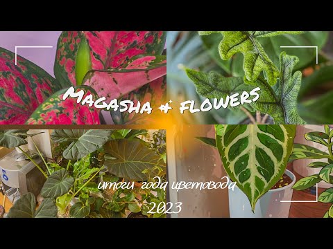 Видео: 🎄Итоги года цветовода 2023🎄