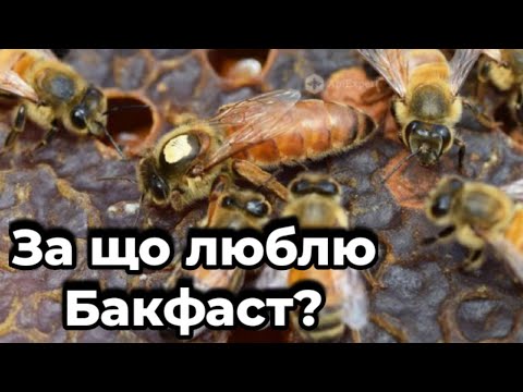 Видео: Чому бджола Бакфаст найкраща? Відповідає матковод Бакфаст!