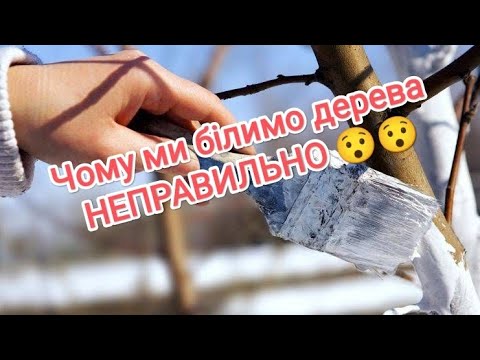 Видео: Для чого насправді потрібно білити дерева? / Why do you actually need to whiten trees?